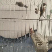 سهره قناری جوجه قفس پلاک پا|پرنده|فسا, |دیوار