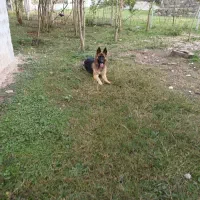 واگذاری سگ ژرمن نر