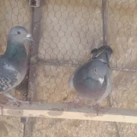 کفتر شهرستانی پلاکی حمال|پرنده|تهران, شهران شمالی|دیوار