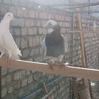 کبوتر|پرنده|معصومیه, |دیوار