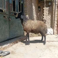 قوچ شیشک