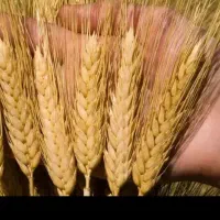 هرسکاری بیل زنی اجاره زمین کشاورزی