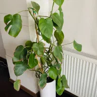 گل برگ انجیری با گلدان