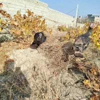 سه‌عددبوقلمون|حیوانات مزرعه|سلماس, |دیوار