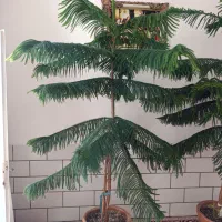 دو عددکاج مطبق بالغ ۲ متری مناسب دکور و فضای داخلی|گل و گیاه طبیعی|اردکان, |دیوار