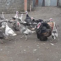 بوقلمون
