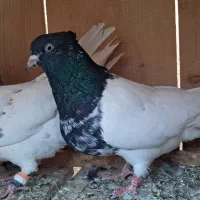 صید|پرنده|بجنورد, |دیوار