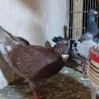 پرنده