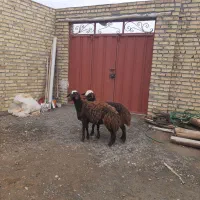 بره‌ماده‌افشاری‌کله‌سفید‌دوقلو‌زا‌