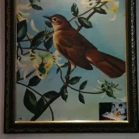 نقاشی . رنگ و روغن . کبوتر|تابلو، نقاشی، عکس|رشت, رشتیان|دیوار
