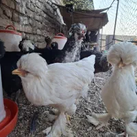 جوجه مرغ
