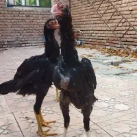 جوجه لاری|حیوانات مزرعه|اردبیل, |دیوار