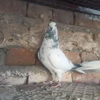 یه جفت نروماده خال سبز