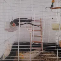 عروس‌هلندی