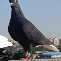 ماده زاغدم سفیدکاکلی، 5 تا جوجه سیخ پر رنگه