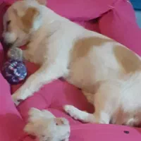 واگذاری سگ خونگی|سگ|اصفهان, سپاهانشهر|دیوار