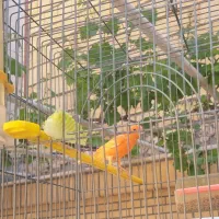 قناری نرردفکتورمعاوضه باسهره نر