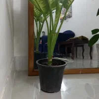 گل های اپارتمانی