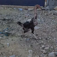 مرغ و خروس لاری اصیل|حیوانات مزرعه|شیراز, شهرک ترکان|دیوار