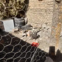 تعدادی خروس به فروش میرسد خروسها 8ماهه هستند|حیوانات مزرعه|بومهن, |دیوار