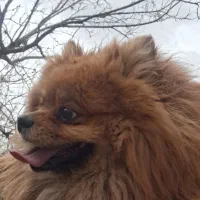 پامر خرسی وارداتی