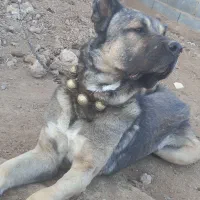 سگ صرابی|سگ|اژیه, |دیوار