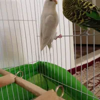 یک جفت مرغ عشق