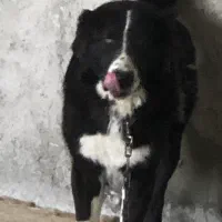 سگ قهدریجونی نر نه ماهه