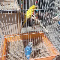 طوطی،کتوله برزیلی ،مرغ عشق|پرنده|یاسوج, |دیوار