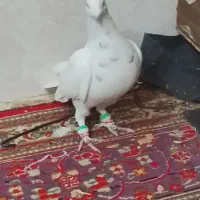 پرشی به شرط زدو خورد