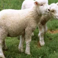 بره نر