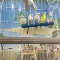 فروش مرغ عشق