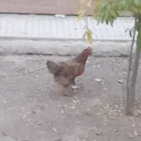 مرغ و خروس|حیوانات مزرعه|نجفآباد, یزدانشهر|دیوار