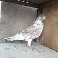 کبوتر گرفتنی تهرانی،شهرستانی|پرنده|تهران, زنجان جنوبی|دیوار