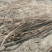 300 عدد مهر(کرز)نخل