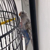 پرنده تزیینی|پرنده|اصفهان, باغ کاران|دیوار