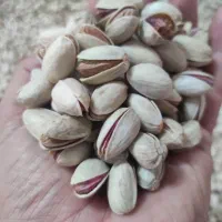 فروش پسته تازه خشک خندان