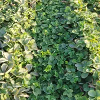 نهال توت فرنگی سابرینا و کاماروس|خدمات باغبانی و درختکاری|خان ببین, |دیوار