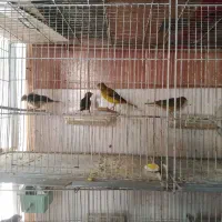 فروش انواع قناری یکجا همه|پرنده|خوی, |دیوار