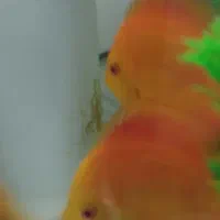 فروش یک جفت دیسکس