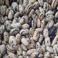بذر لوبیا پاچ باقالی بهاره
