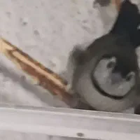 فنچ جغدی|پرنده|زاهدان, |دیوار