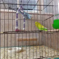 یه جفت مرغ عشق