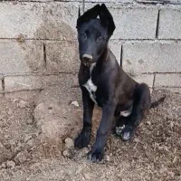 توله سگ ژرمن نر
