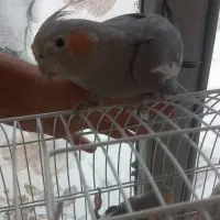 عروس هلندی ماده