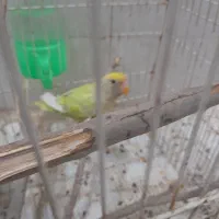 طوطی برزیلی