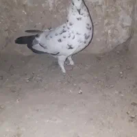 کبوتر رنگه|پرنده|مشهد, شهرک صنعتی توس|دیوار