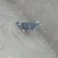 کبوتر دوبر