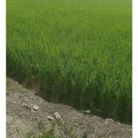 زمین ۲۰۰ متری شهرک بهساز کوچه سوم