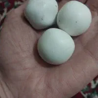 سنگ الماس (سنگ آسیاب)|جواهرات|رشت, جانبازان|دیوار